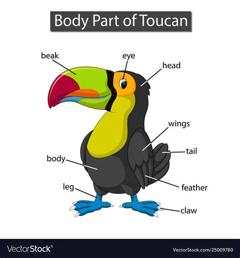 Diagram Showing Body Part Toucan Royalty Free Vector Image Vocabulary