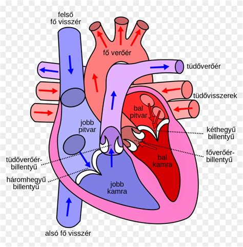File Diagram Of The Human Heart Hu Svg Wikipedia Rh Direction Of Blood Through The Heart