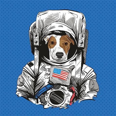 Pin By Jeannie On Love Jacks Jack Russell Jack Russell Terrier Terrier