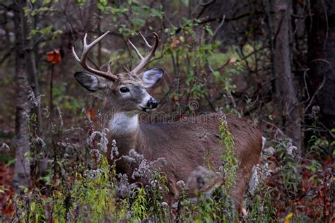 A White Tailed Deer Buck In The Forest In Autumn Stock Photo Image Of