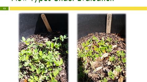 Get the best deal for loam perennial neutral seeds & bulbs from the largest online selection at ebay.com. Rhizoma Perennial Peanut Presentation DOT - YouTube