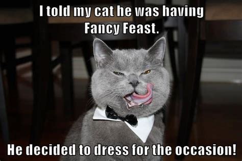 I Told My Cat He Was Having Fancy Feast He Decided To Dress For The