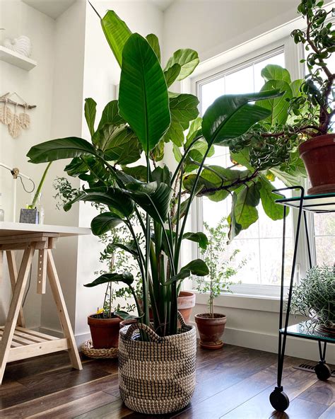 The Best Plants You Should Have In Your Living Room Decoomo