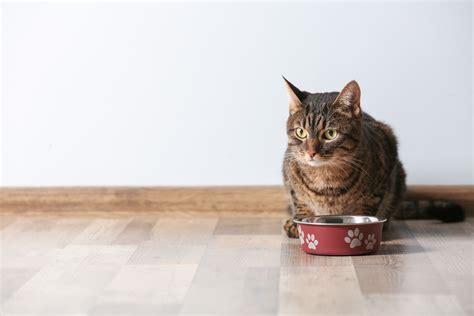 Food For Sensitive Cats Food For Sensitive Cats Zooplus Magazine