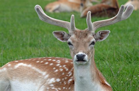Check spelling or type a new query. Deer (Overview) - Antler Development Summary | Wildlife Online