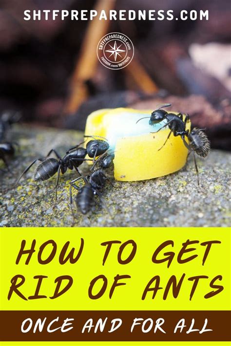 One of the first steps to getting rid of ants for good from your home is to find their. How to Get Rid of Ants Once and for All | Get rid of ants ...
