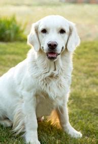 We vouch for the trustworthiness of any golden retriever puppies washington dc that are acquired through our network. Teddy Bear Golden Doodle Puppies California, Oregon ...