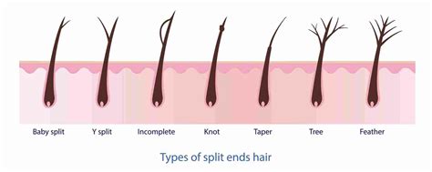 What Causes Split Ends 8 Main Reasons For Split Ends And To Treat