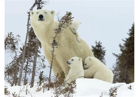 Download Polar Bear Family - Download Free Vector Art, Stock ...