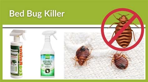 10 Best Sprays For Bed Bugs In 2022