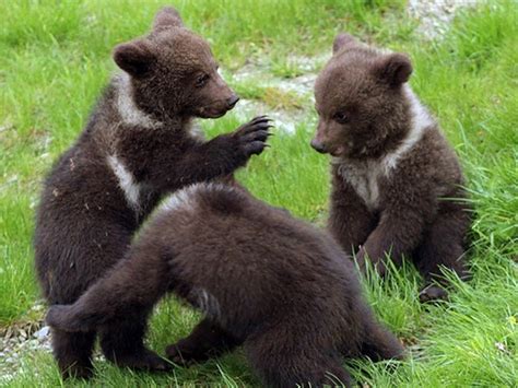 Natureza Três filhotes de urso nascem em parque dos Pirineus na Espanha
