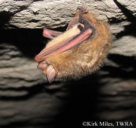 Tennessee Watchable Wildlife Tri Colored Bat Formerly Eastern