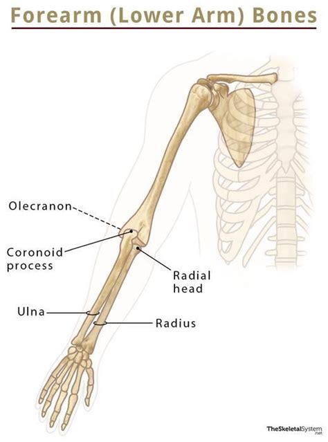 Bones Of The Arm Diagram And Features Vlrengbr