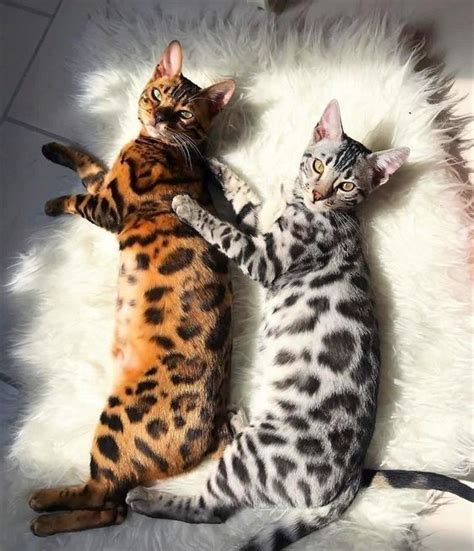 25 Gorgeous Bengal Cat Breed Pictures That Took The Internet By Storm