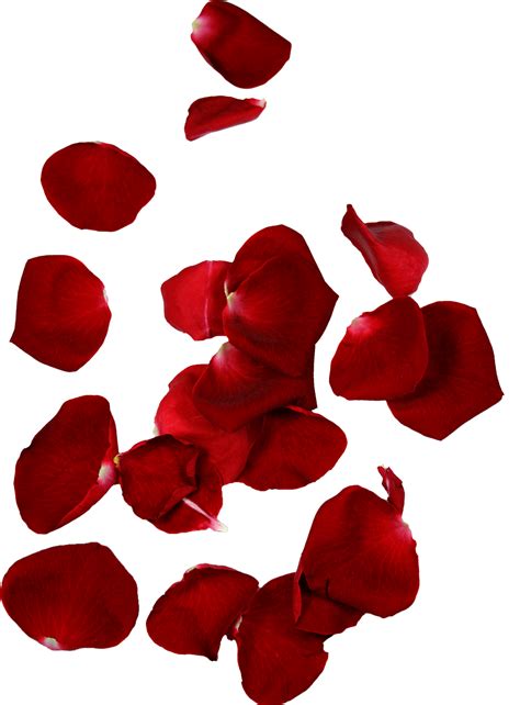 Hd Rose Petals Rose Petal Free Transparent Png Download Pngkey