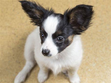 Sammlung von noellecampana • zuletzt aktualisiert: Papillon: Der Hund mit den Schmetterlings-Ohren