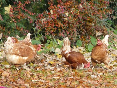 Chickens In The Autumn In The Garden Hühner Im Garten Flickr
