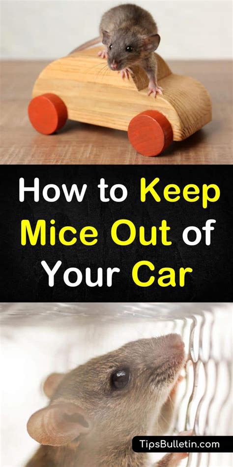 One of the first steps you can take involves ensuring that you are not providing food and a comfortable habitat for the culprits. How To Keep Mice Out Of Your Car