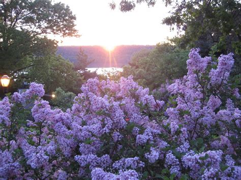 Lilacs At Sunset Lilacs At Sunset By Hudson River Heather Flickr
