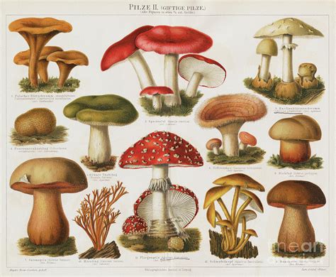 Different Types Of Poisonous Mushrooms by Bettmann