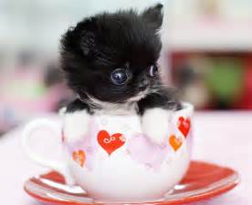 Adorable Pics of Tea Cup Puppies Pets World