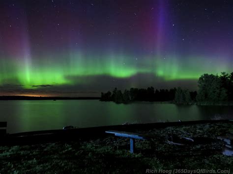 Day 217 Northern Lights Over Boulder Lake 365 Days Of Birds