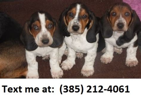 Expect to pay less for a puppy without papers. Dfg Basset Hound Puppies for Sale | Handmade Michigan