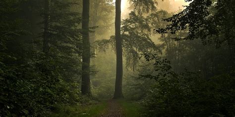 Wallpaper 2500x1250 Px Denmark Forest Grass Green Landscape