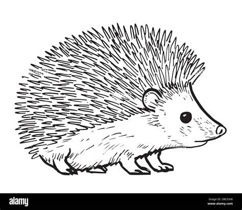 Drawing Of Hedgehog Hand Sketch Of Mammal Black And White