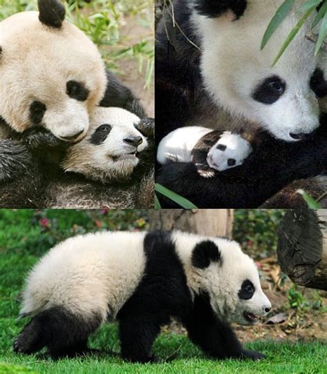 Giant Panda Facts Animal Facts Encyclopedia