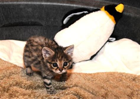 Black Footed Cat Born At Brookfield Zoo Plays And Explores Video