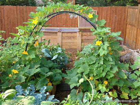 Squash Arch Update Get Busy Gardening