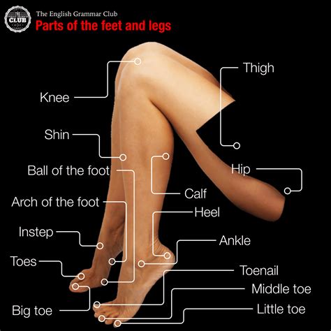 Parts Of The Feet And Legs Grammar Tips