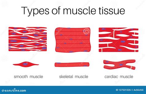 Illustration Is Types Of Muscle Tissue Stock Vector Illustration Of