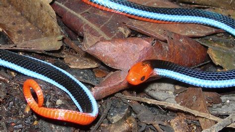 Baby Blue Coral Snake Up Close Youtube