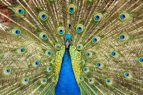 Pavão Exibindo Suas Penas Coloridas Aves Animal Imagem download Designi