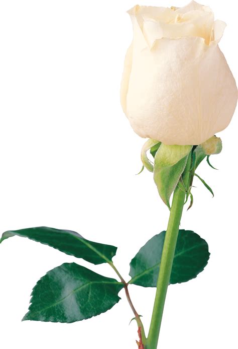 Beautiful White Rose Png Png Mart