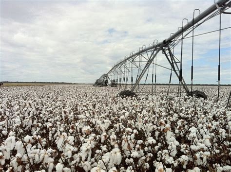 The Cotton Fields Out At Auscott Where The Cotton Was Ready To Be