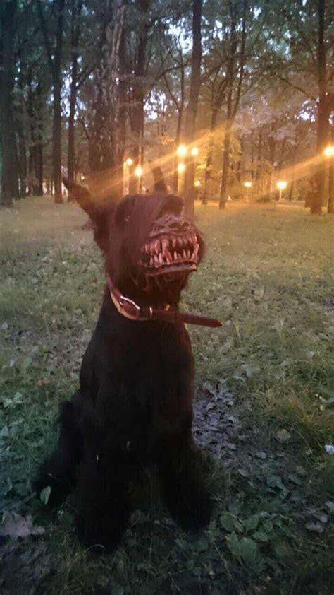 Creepy Muzzle That Transforms Your Dog Into A Deadly Looking Werewolf