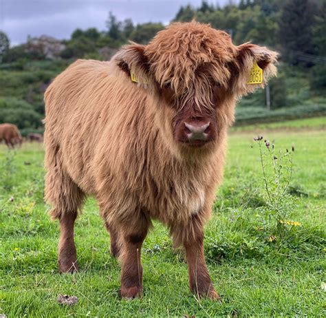 The Highland Coo 14 Facts Beyond The Horns Visit Inverness Loch Ness