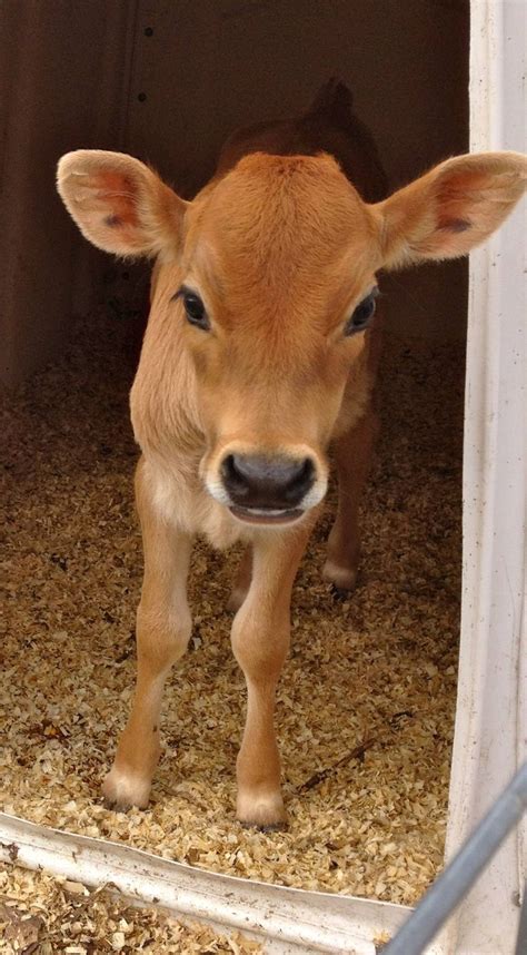 Hi Wanna Be My Friend Cute Baby Cow Cute Cows Cow