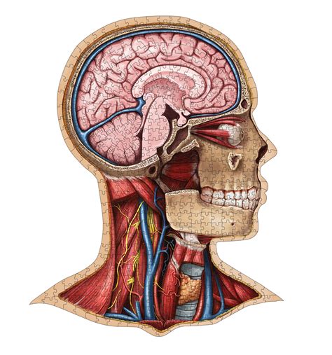 Human Head Anatomy Jigsaw Puzzle Unique Shaped Science Puzzles With