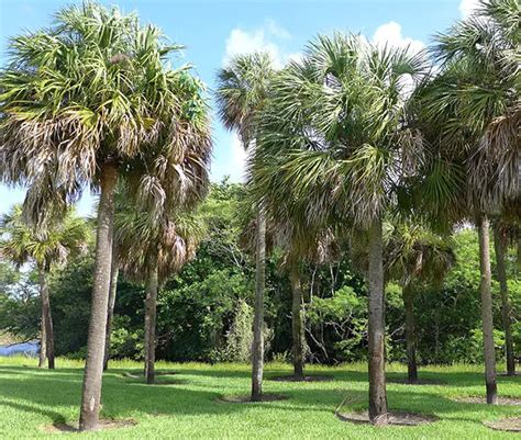 How To Grow The Cabbage Palm Tree Sabal Palmetto