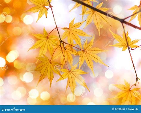 Golden Autumn Leaves Stock Image Image Of Branch Close 24980459