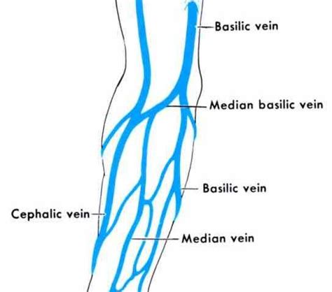 Veins Of The Arm