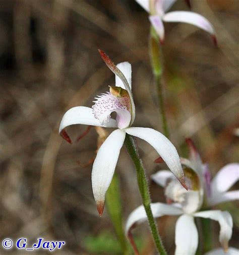 Plantfiles Pictures Species Orchid Caladenia Candy Orchid Sugar