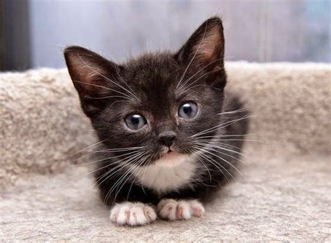 The Most Popular Kitten Names Of 2015 We Love Cats And Kittens