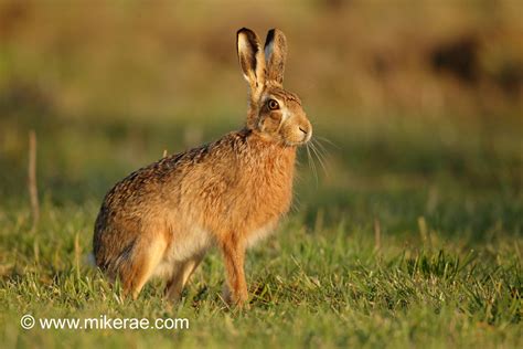 Brown Hare Sitting March Evening Suffolk Lepus Europaeus Flickr