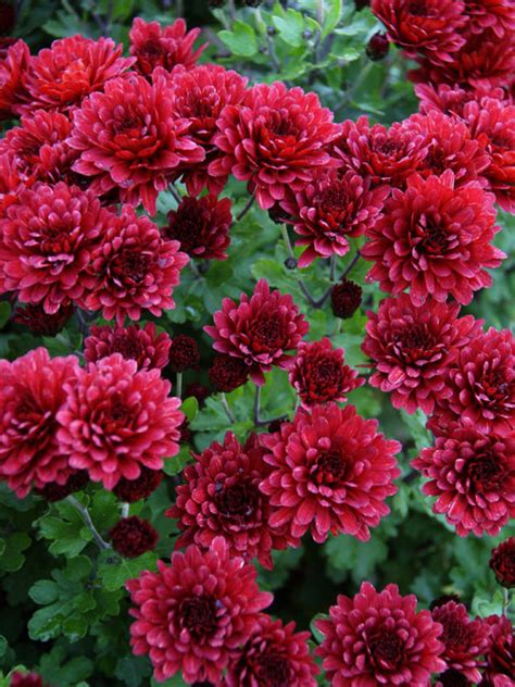 Mum Little Red (Mum, Cushion Style Chrysanthemum) | Flower phone wallpaper, Flower pot design ...