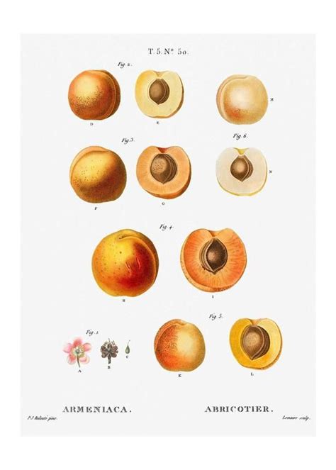 Apricot Fruit Diagram Poster Lithograph Print Antique Etsy